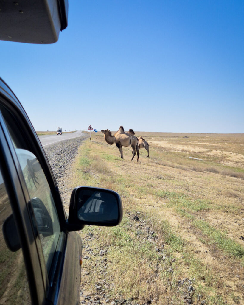 Camel watching the traffic, Kazakhstan